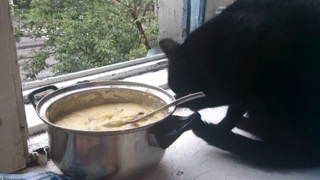 Кошка-дегустатор