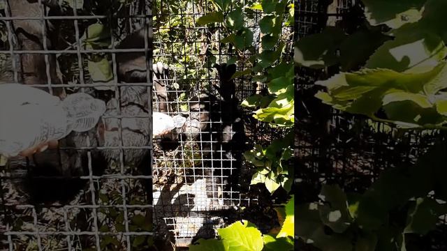 Крым. Парк Львов "Тайган" смотреть онлайн