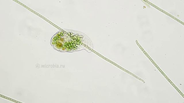 Puddle Ciliates (Woodruffia)/ Кто живёт в луже?