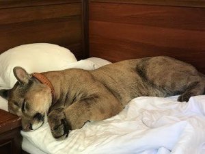 Пума Месси в гостинице. Puma Messi in the hotel.