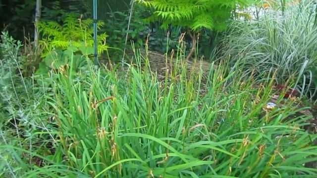 Mid July Garden Tour part 2 of 3 - Wisconsin Garden Video Blog 777 смотреть онлайн