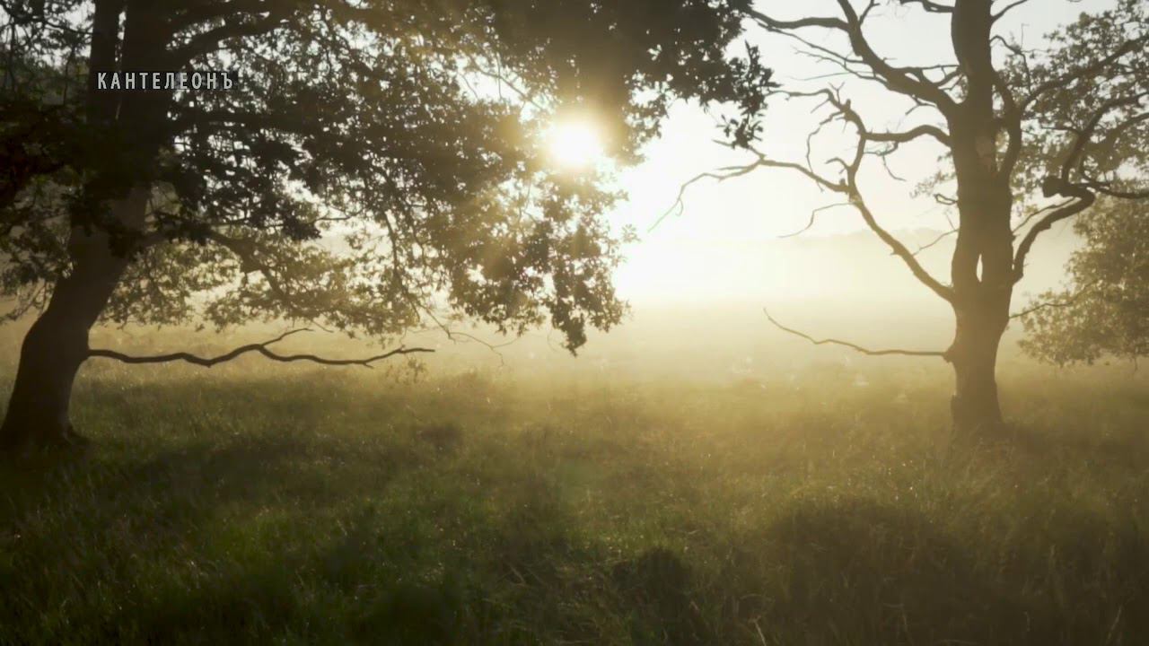 Музыка пробуждающая родовую память - Вещие Сны II / Кирилл Богомилов (гусли и флейты) смотреть онлайн