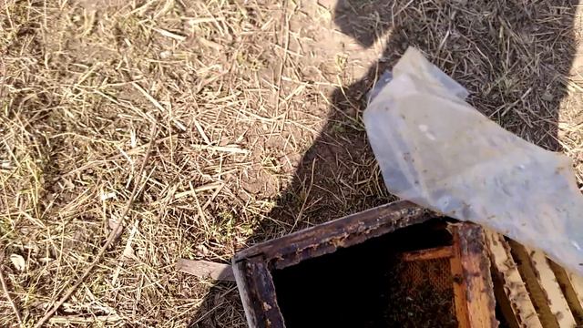 Средне русские пчелы в Подмосковье смотреть онлайн