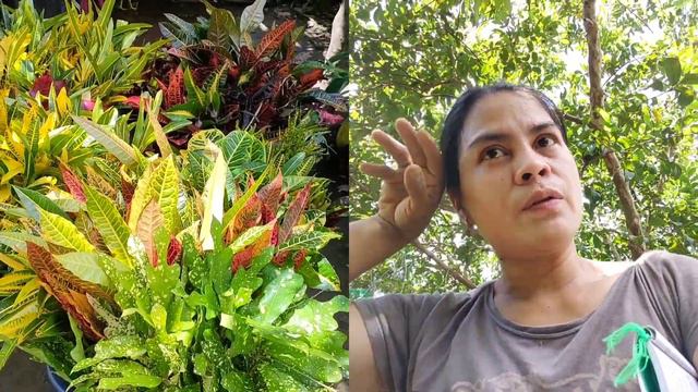 WHAT ARE THOSE COMMON VARIETIES OF CROTON?LETS FIND OUT!/NATIVE VARIETY IN THE PHILIPPINES WITH NAM смотреть онлайн