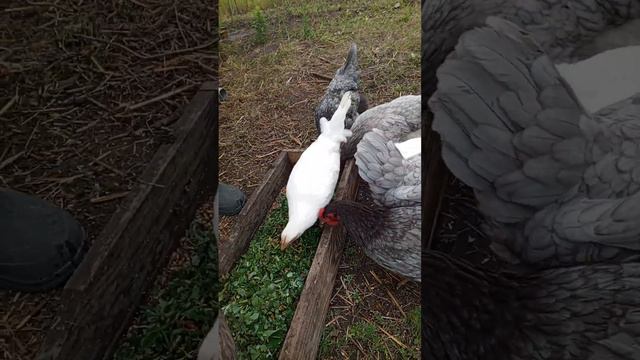 #Маришка и Михалыч#счастье есть#сад #дача #огород #Ясногорье#куры#хозяйство