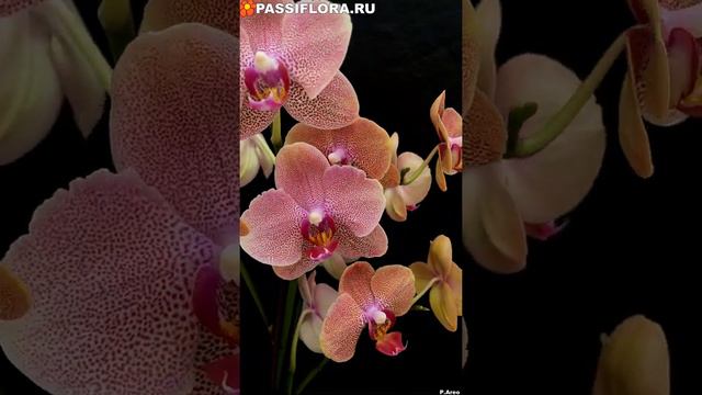 P. Areo смотреть онлайн