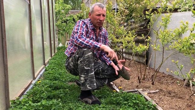 Посадка голубики на приусадебном участке в Беларуси. Сергей Певнёв (11.05.2019) смотреть онлайн