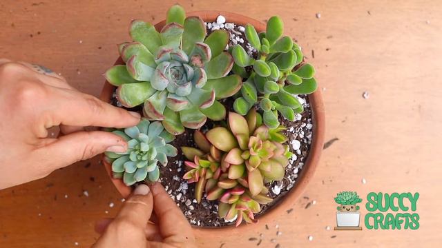 Friday Succulent Arrangement смотреть онлайн