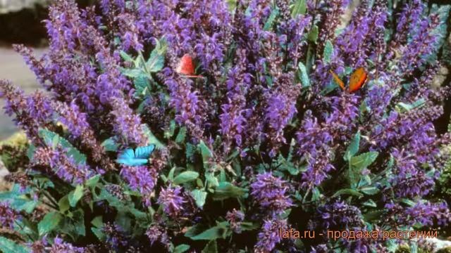 Сальвия дубравная Виола Клоуз ? сальвия Виола Клоуз обзор: как сажать саженцы сальвии Виола Клоуз