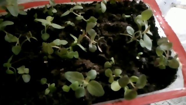 пикировка петунии и как я делаю пикировочные стаканчики смотреть онлайн