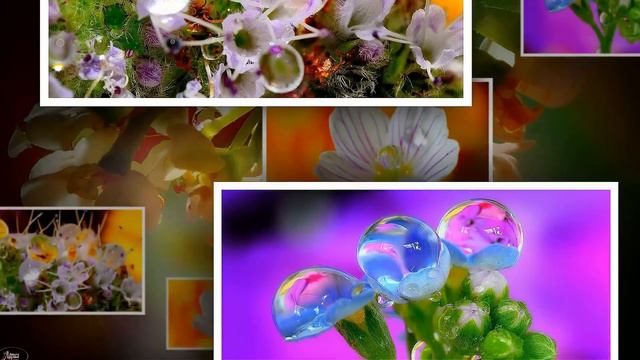 Очарование! Хрупкость и нежность. Капля и цветок смотреть онлайн