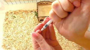 СПАСЕНИЕ ХОМЯЧАТ / у Хомки НЕТ молока / ЧЕЛОВЕК КОРМИТ ХОМЯЧОНКА / Alisa Easy Pets