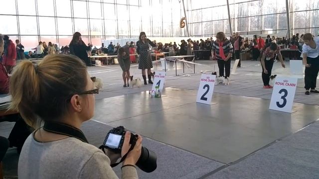 Монопородная выставка папийон и фален 27.11.16. Суки, класс юниоры. смотреть онлайн
