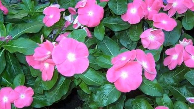 Барвинка трава: описание, посадка и уход в открытом грунте