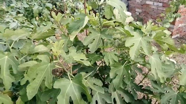 Инжир в средней полосе на нашем участке. смотреть онлайн