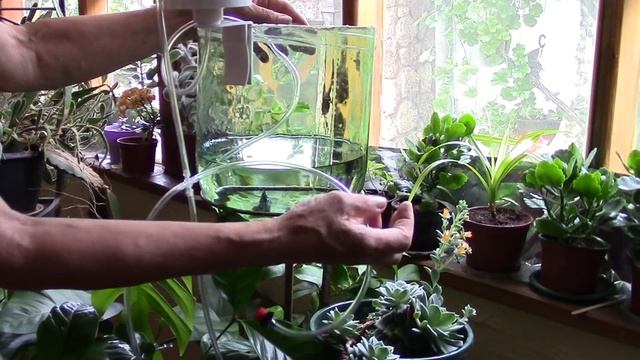 Комнатные растения и наш отпуск. Автолейка поможет нашим растениям. смотреть онлайн