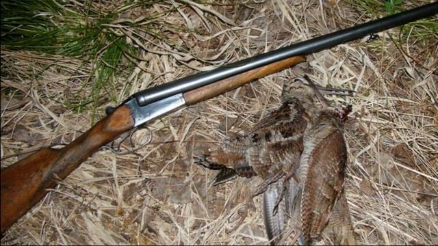 ? КАК СТРЕЛЯТЬ ВАЛЬДШНЕПА НА ТЯГЕ?