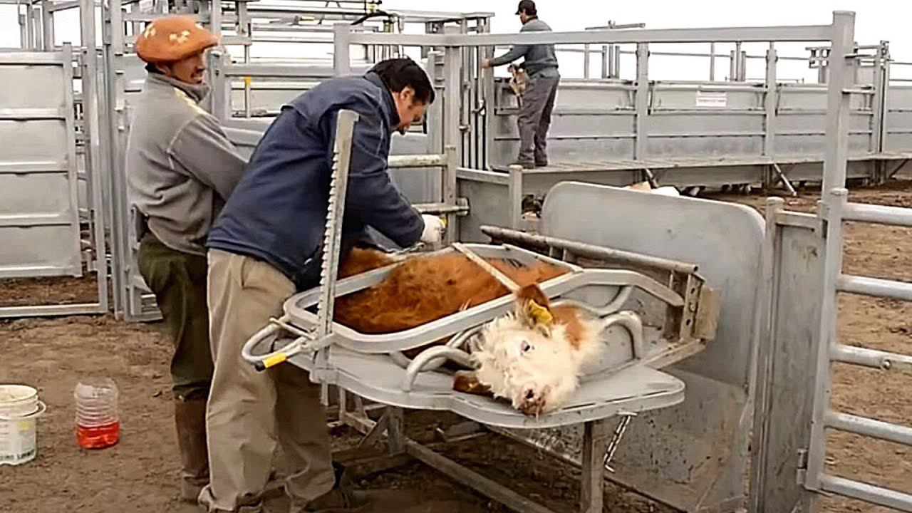 Впечатляющая животноводческая ферма в Аргентине смотреть онлайн