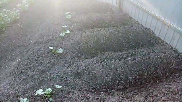 Сажаю Розовую Картошечку вместо Сгоревшей МАЛИНЫ. 26 июня 2021г. смотреть онлайн