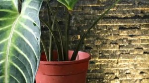 АЛОКАЗИЯ – секреты и особенности ухода в домашних условиях.