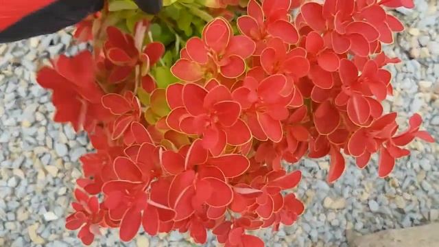 ПОЛЬША! МОЯ ВТОРАЯ РАБОТА! БАРБАРИСЫ И ХОСТА! ПОМОГИТЕ СПАСТИ РАСТЕНИЯ! смотреть онлайн