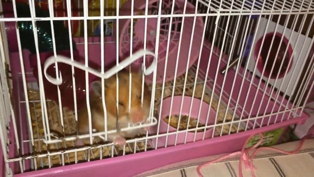 Свободу хомякам