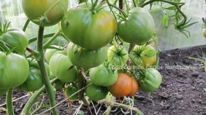 Томат Гордость Сибири, описание сорта, не оправдал свое название!