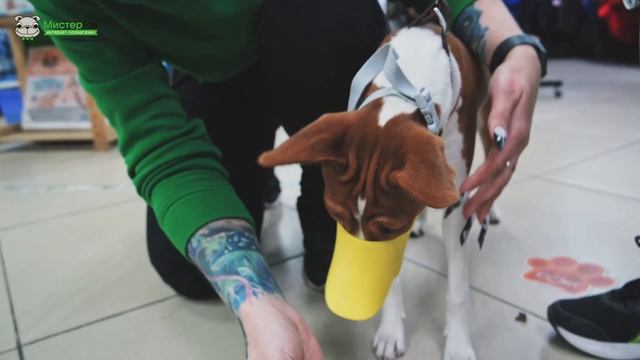 Намордник Pet Fashion Уточка смотреть онлайн