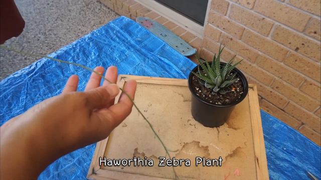แยกหน่อและตัดดอกฮาโวเทียม้าลาย  Zebra Haworthia Propagation By Dividing. (Eng Sub)