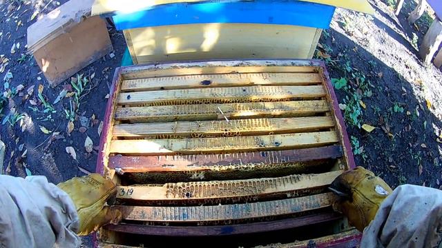 Сколько кг меда оставлять пчелам в зиму Пчеловодство для начинающих смотреть онлайн