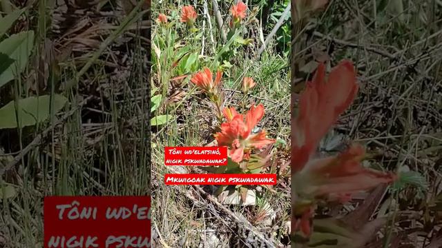 Indian Paintbrush Castilleja. Which color? Abenaki Language #abenaki #castilleja #indianpaintbrush смотреть онлайн