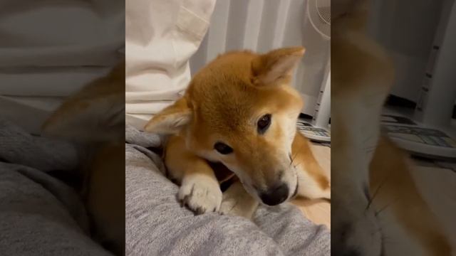 Сиба-ину shiba inu & рога оленьи для собак смотреть онлайн