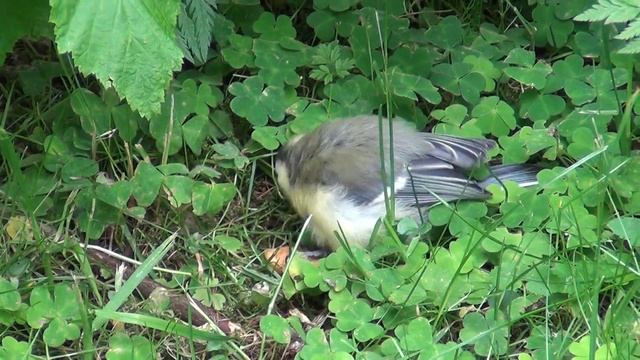 00165 Птенец синицы и грецкий орех смотреть онлайн