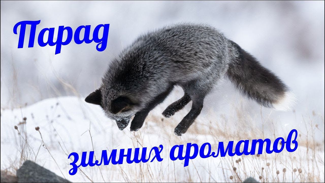 ПАРАД ЗИМНИХ АРОМАТОВ 2022 // МОИ ХИТЫ смотреть онлайн