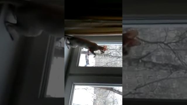 Я решила помыть окна. смотреть онлайн