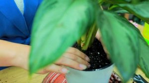 Аглаонема Сильвер Бей