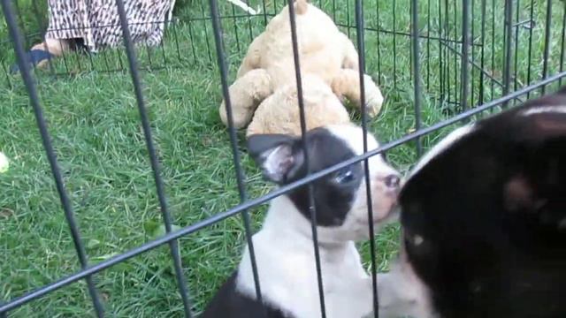 Puppy #5 Ch Hobets Bosart Jitterbug And Petunia Boston Terrier Puppies