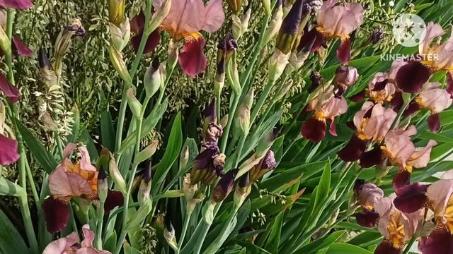 Марина Иванова.Неприятные вопросы на эфире про заработок,помощь дочке,танцы на столе смотреть онлайн