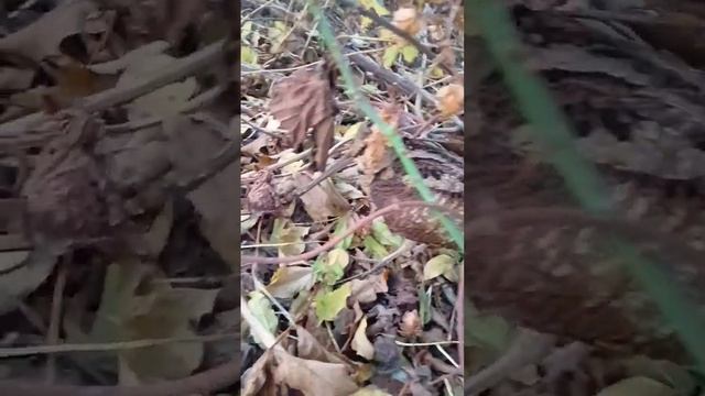 Выпускаем птичку на волю.Пожедали ей удачи! смотреть онлайн