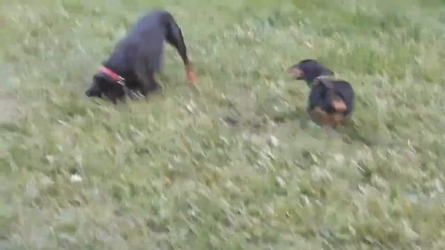 Доберман Дейк и банда чепрачных смотреть онлайн