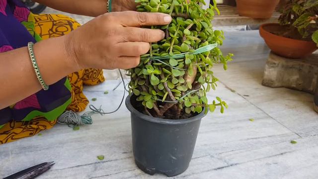 BEAUTIFUL ROUND JADE PLANT TOPIARY | SIMPLE AND EASY | GREEN GIFT | DIY | смотреть онлайн