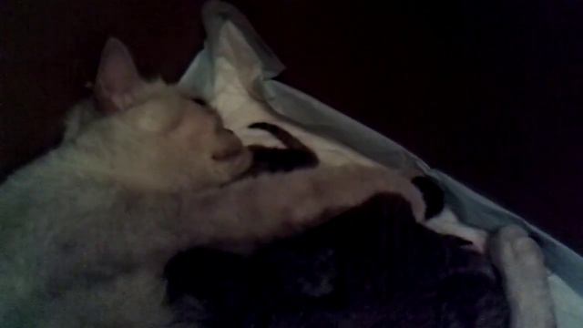 7 котят-Роды кошки Шотландская кошка смотреть онлайн