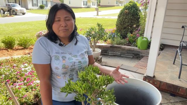 COMO CURAR ROSALES ENFERMOS y Trasplantando un Arbolito de Crassula Gollum смотреть онлайн