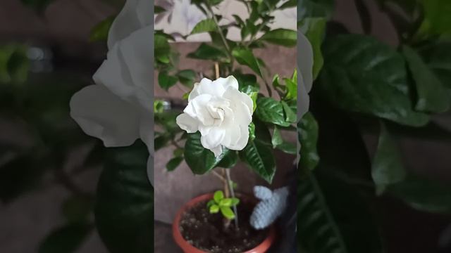 Гардения смотреть онлайн