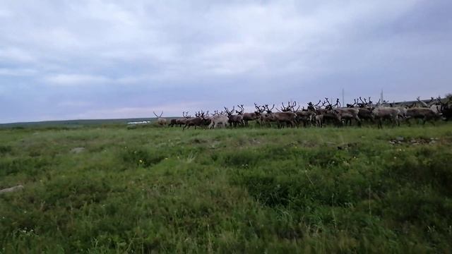Кораль (Загон) / Отбор оленей в упряжку смотреть онлайн