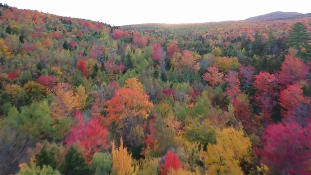 Золотая осень. Borrowed Matches. Tape Machines | Релакс музыка | Релакс видеоклип |Alone with natur смотреть онлайн