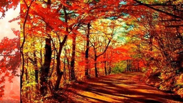 Осенний лес смотреть онлайн