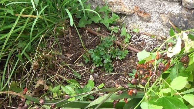 Conseils jardinage: Astrantia major: (Grande astrance) Taille et entretien: Plante vivace смотреть онлайн