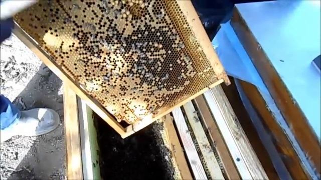 Пчеловодство с нуля ,от пакета до семьи. смотреть онлайн