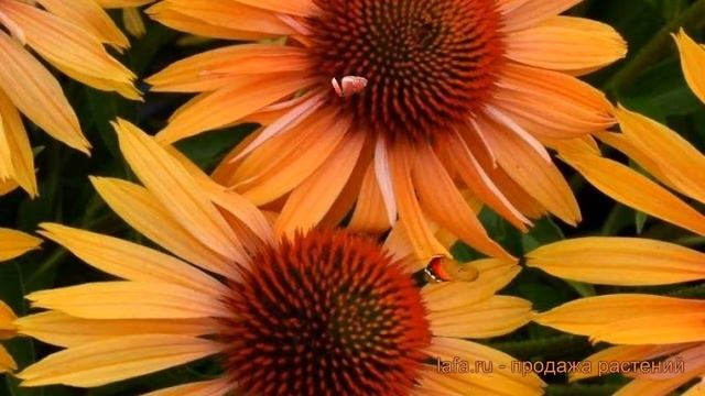 Эхинацея пурпурная Ориндж Пэшн (orange passion) ? обзор: как сажать, саженцы эхинацеи Ориндж Пэшн смотреть онлайн